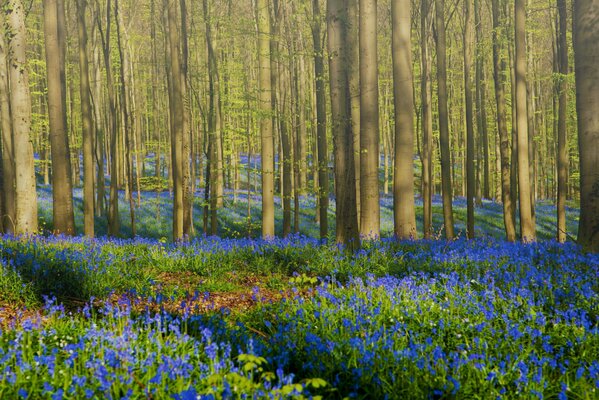 Fabulous forest with flowers