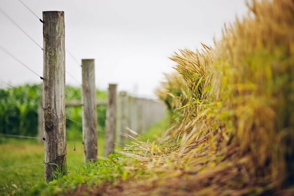 Épis de blé derrière la clôture