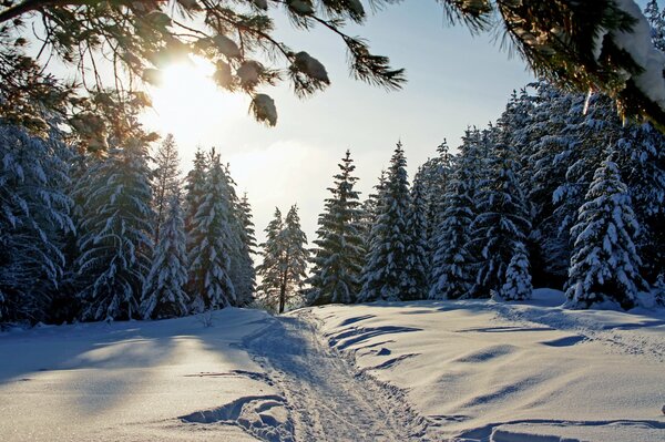 Route dans la forêt d hiver au soleil radieux