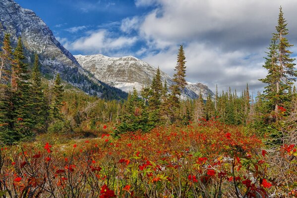 La bellezza delle montagne e dei fiori