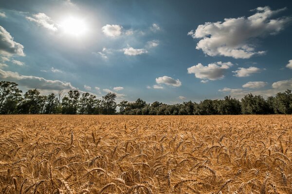 Champ d été épillets blé ciel soleil