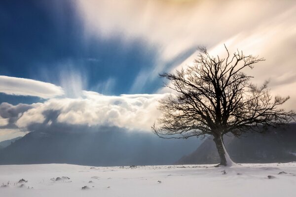 Baum im Schnee und im Nebel