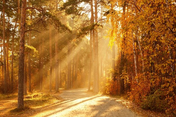 La strada tra il fogliame autunnale sotto i chiari raggi del sole