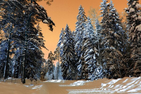 Forêt de conifères le soir d hiver