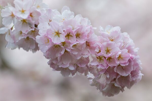 Makroaufnahme der Kirschblüte