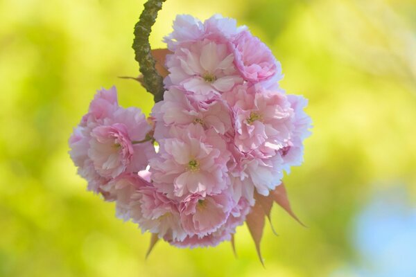 Fiori di ciliegio in un giorno di primavera