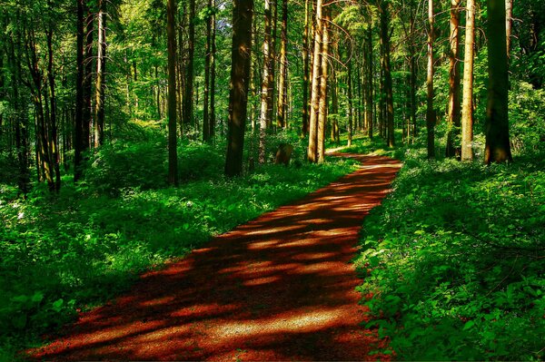 Route dans la forêt. Herbe verte