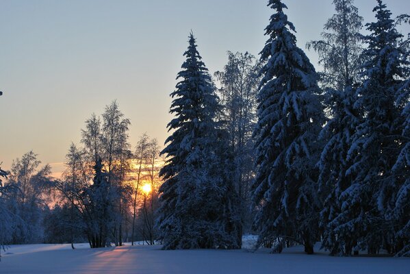 Winter dawn in a cold forest