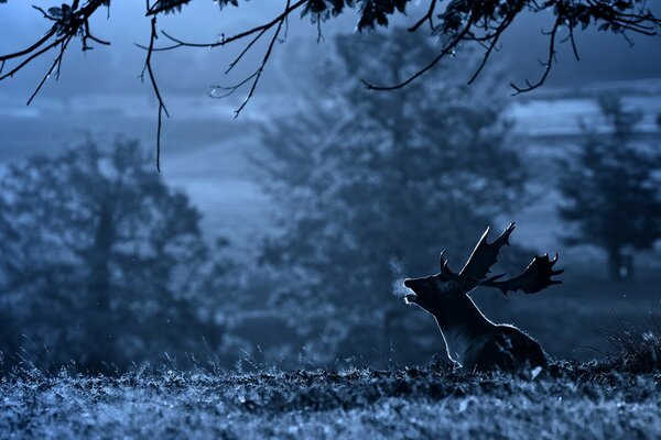 Silhouette eines Hirsches im Wald