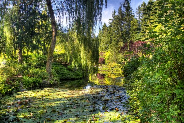 Étang dans un jardin verdoyant avec saule