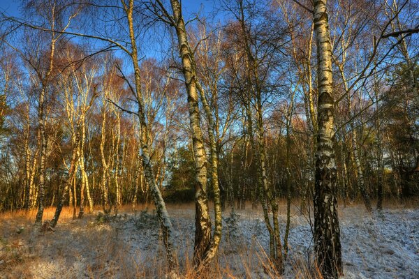 Autumn birch grove under a blue sky