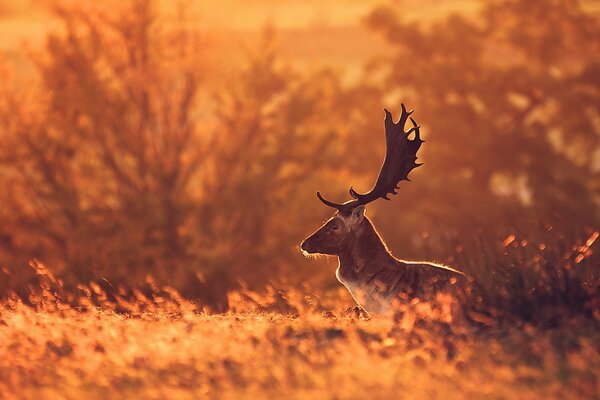 Cerf dans le champ dans la nature