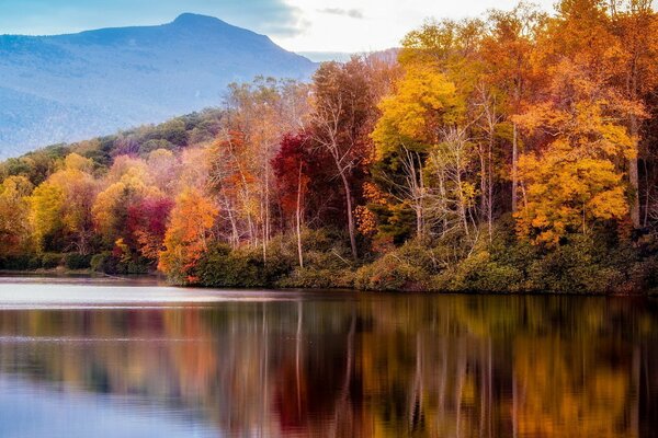 Forêt d automne près de l eau