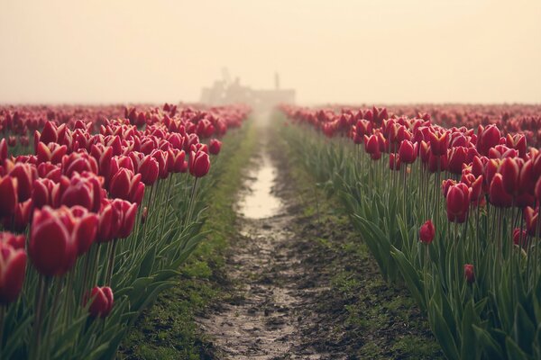 The road to the field with burgundy tulips