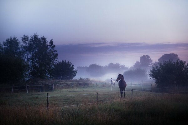 Pferde auf dem Feld. Morgennebel