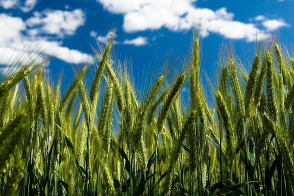 Die Ähren reichen bis zum blauen Himmel