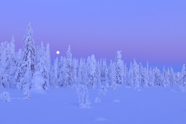 Winter night landscape in Finland