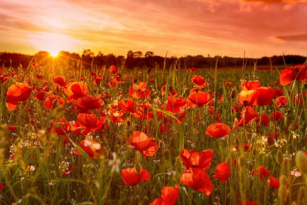 Coucher de soleil sur le terrain avec des coquelicots rouges