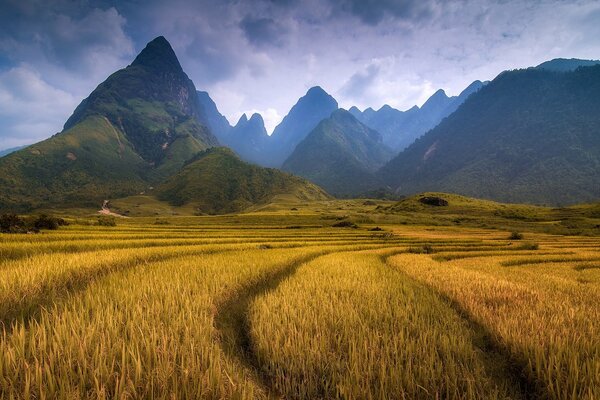 Blue mountains and yellow meadow