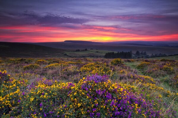 Prairie fleurie au coucher du soleil