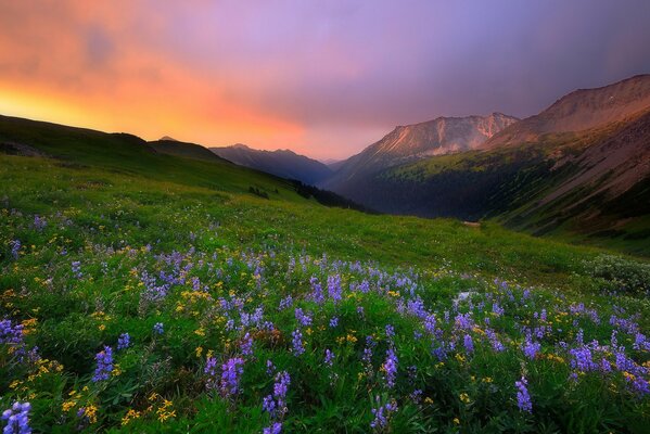 Flores en el fondo de las montañas por la mañana