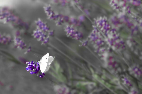 Motyl z białymi skrzydłami na kwiatku