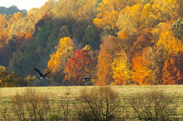 Geese flying over the autumn forest