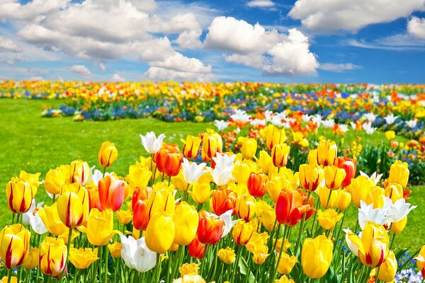 Prairie avec tulipes sur fond de nuages