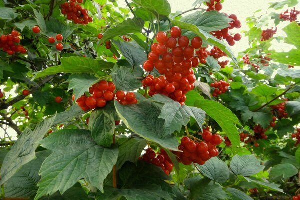 Bunches of viburnum berries on green branches