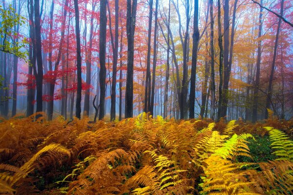 Buena naturaleza en otoño en el bosque