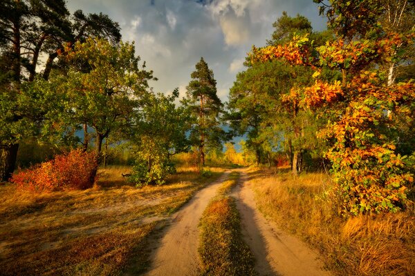 Foglie d autunno rosse luminose