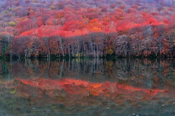 Die Bäume spiegeln sich im See wider. Herbst