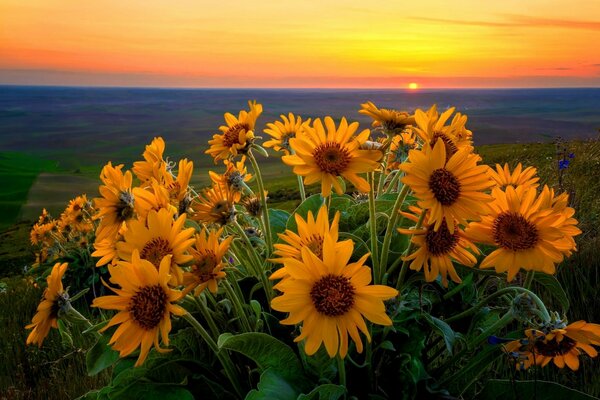 Gelbe Blumen auf Himmelshintergrund