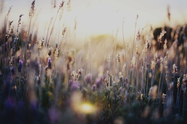 Champ de fleurs au coucher du soleil