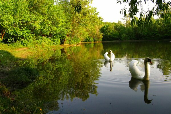 Weiße Schwäne im Teich nicht im Hintergrund der Bäume