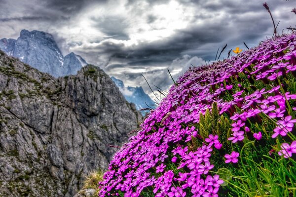 Blumen auf einer Rutsche in den australischen Alpen