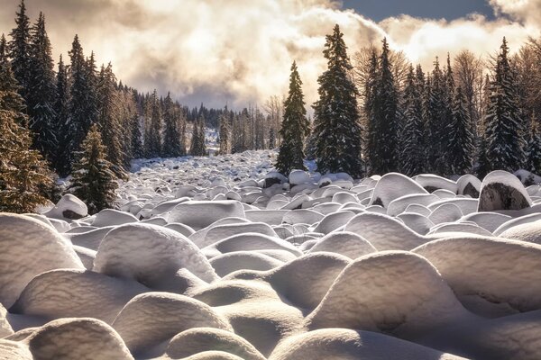 Bellissimo paesaggio invernale nella foresta