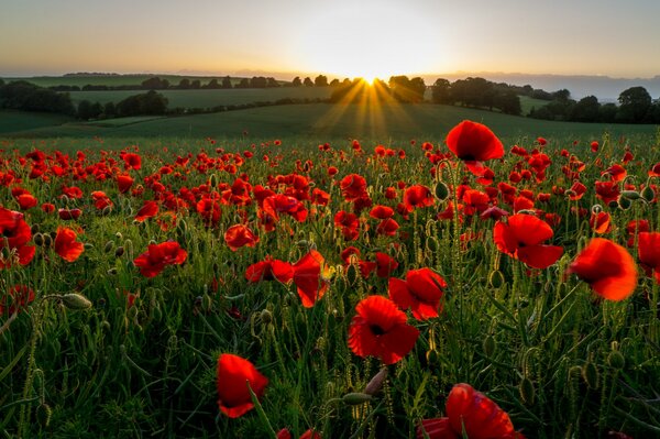 Feld mit Mohnblumen in den Farben des Sonnenuntergangs