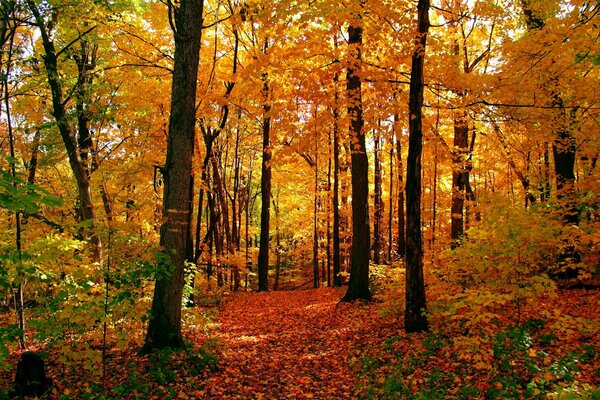 Sendero de otoño en follaje amarillo