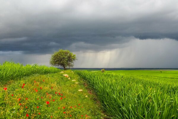 A green field and flowers in the rain