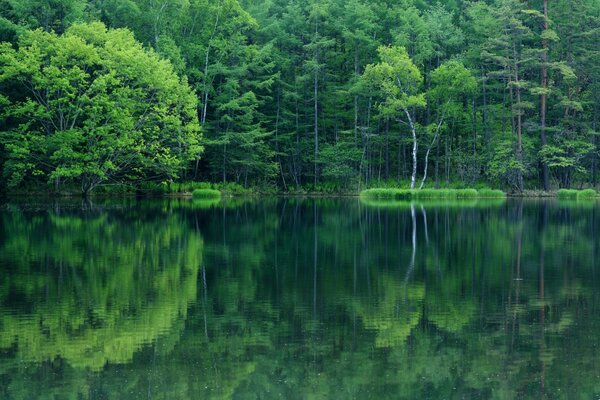 Verdure juteuse dans le reflet de la surface de la rivière