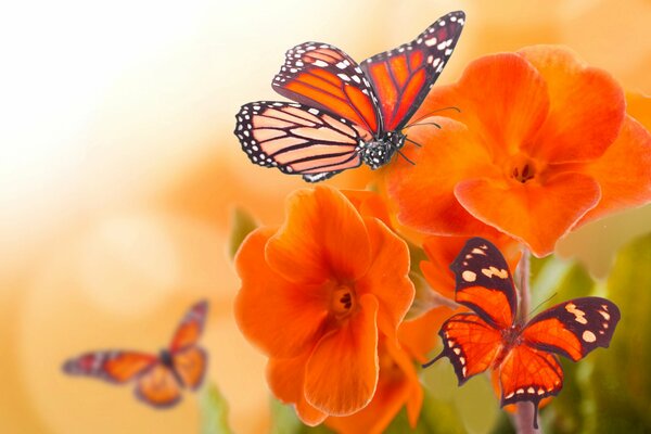 Beautiful butterflies on flowers