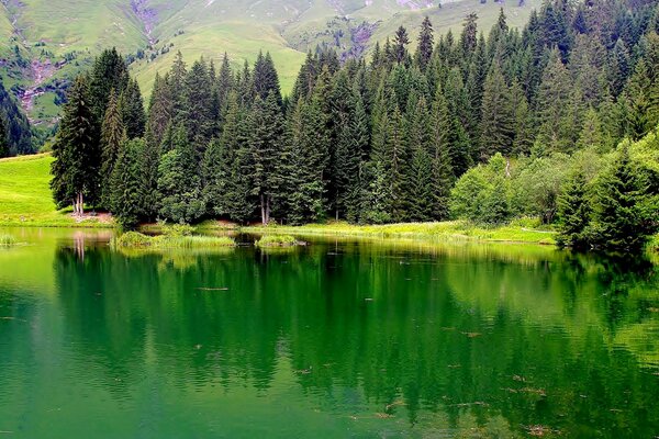 Colorful forest. Trees. Lake