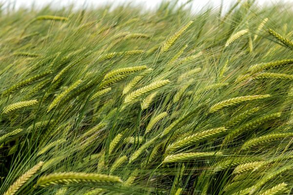 Die unreifen grünen Ähren sind vom Wind gebogen