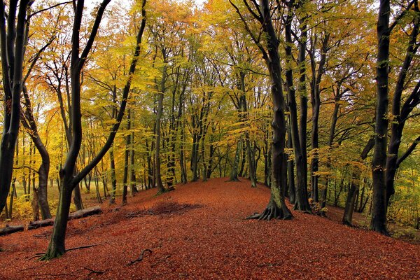 Der goldene Herbst ist gekommen