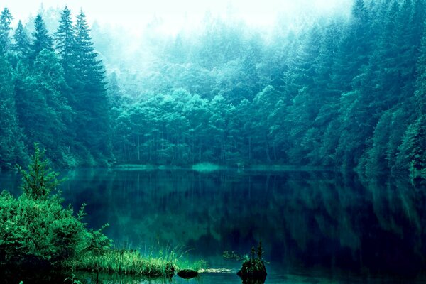 Lago en el bosque. Hierba en el agua
