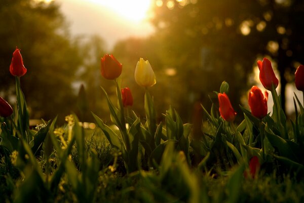 Tulips in spring in the rays of the sun