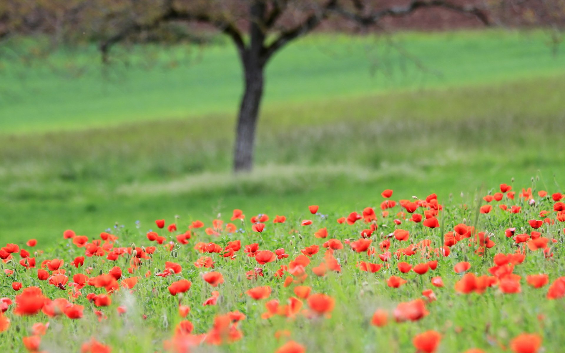 feld mohnblumen landschaft sommer natur