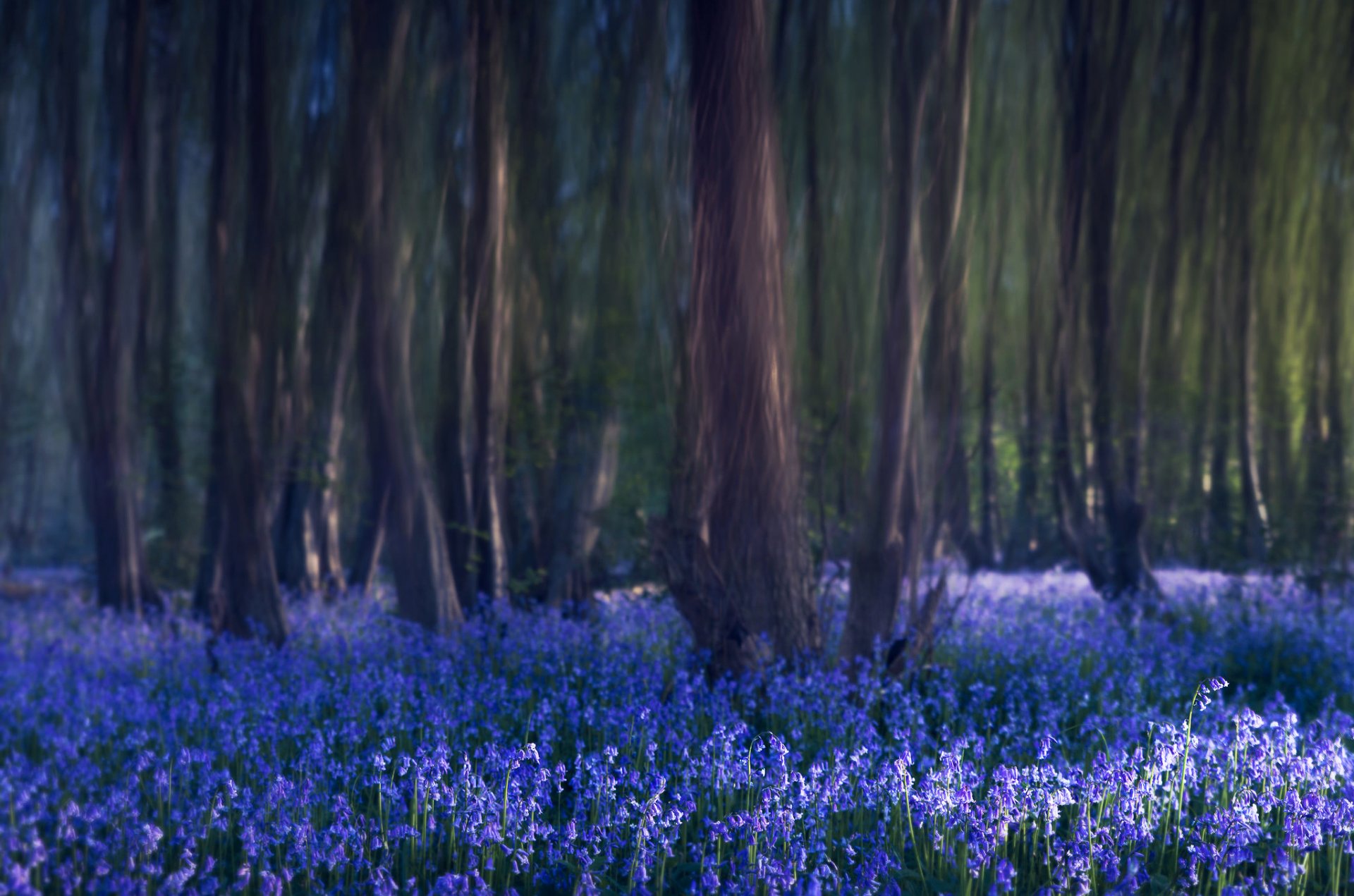 wald bäume glocken blumen blau natur unschärfe