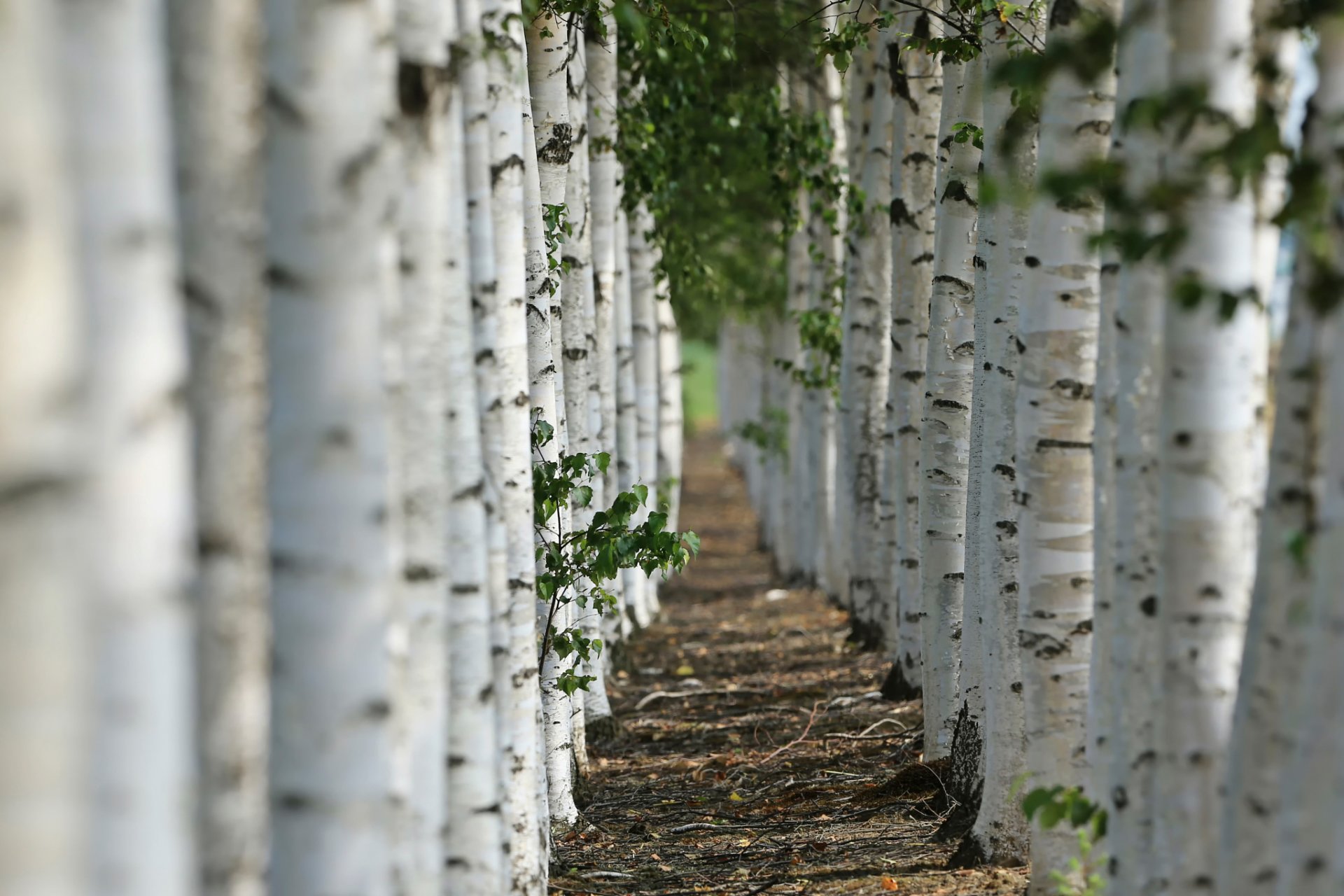 ruelle gros plan bokeh